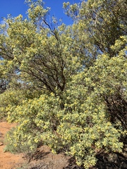 Senna artemisioides coriacea