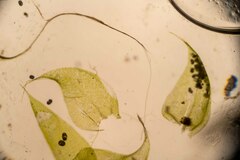 Brachythecium frigidum