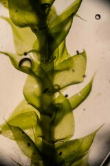 Brachythecium frigidum