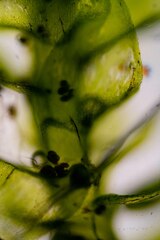 Brachythecium frigidum