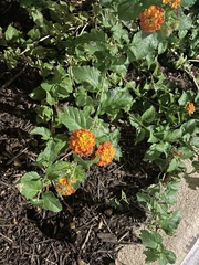 Lantana urticoides