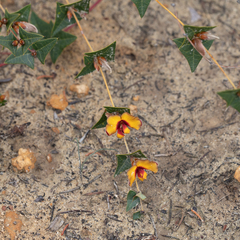 Platylobium obtusangulum