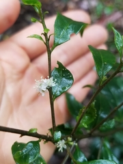 Symplocos baeuerlenii