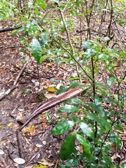 Symplocos baeuerlenii