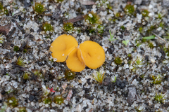 Phaeohelotium baileyanum