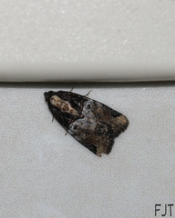 Noctuidae