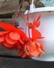 Begonia × tuberhybrida