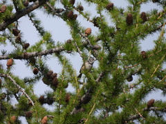 Lophophanes cristatus