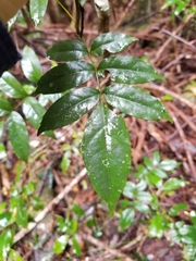 Pandorea baileyana