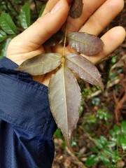 Pandorea baileyana