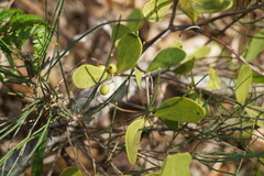 Muellerina celastroides