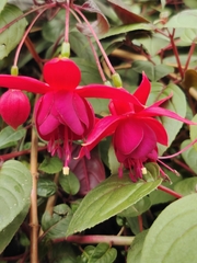 Fuchsia magellanica