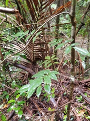 Pandorea baileyana