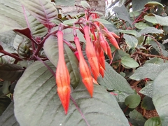 Fuchsia boliviana