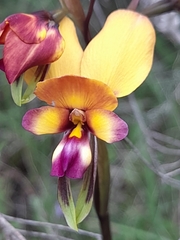 Diuris magnifica