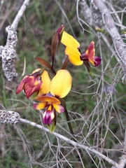 Diuris magnifica