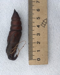 Agrius convolvuli