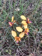 Diuris magnifica