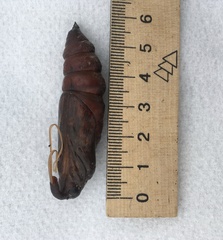 Agrius convolvuli
