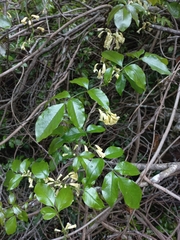 Pandorea floribunda