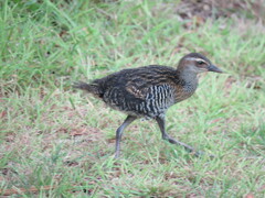 Gallirallus philippensis