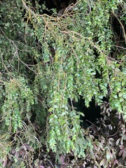 Metrosideros colensoi