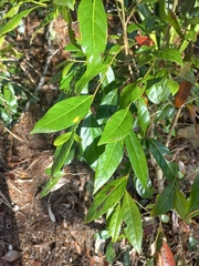 Glochidion ferdinandi