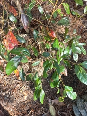 Glochidion ferdinandi