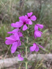 Tetratheca thymifolia