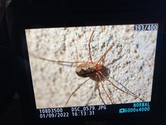 Phalangium opilio