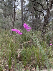 Tetratheca thymifolia