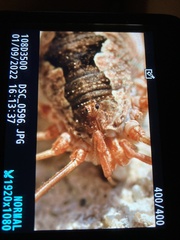 Phalangium opilio