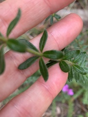 Tetratheca thymifolia