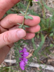 Tetratheca thymifolia