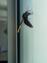 Rhynchium haemorrhoidale