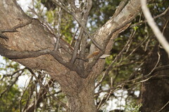 Muellerina celastroides
