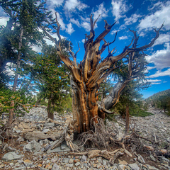 Pinus longaeva