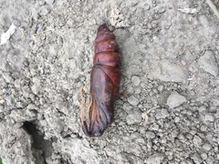 Agrius convolvuli