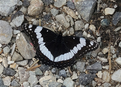 Limenitis weidemeyerii
