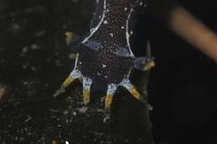 Polycera hedgpethi