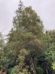 Quintinia serrata