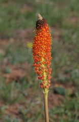 Bulbinella latifolia doleritica