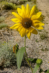 Helianthus petiolaris