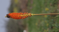 Bulbinella latifolia doleritica