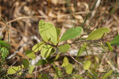 Muellerina celastroides