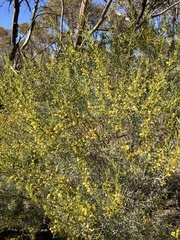 Acacia wilhelmiana