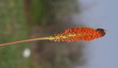 Bulbinella latifolia doleritica