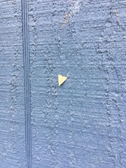 Macrochilo louisiana