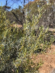 Acacia wilhelmiana