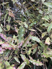 Quintinia serrata